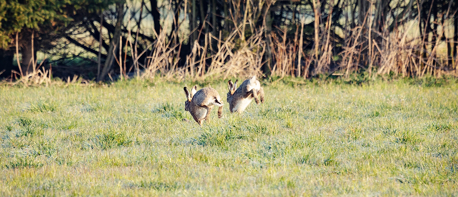 Auer Ried Tiere_©Lukas Hämmerle (9)
