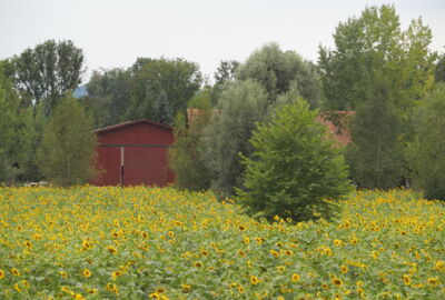 Sonnenblumen Heidensand