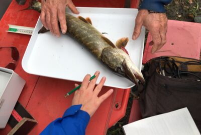 Abfischen ©Christine Bösch-Vetter (5)