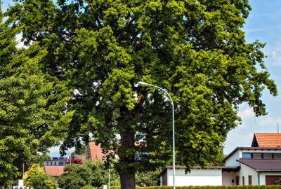 Bild 2 statt Factbox Baumoffensive_©Lukas Hämmerle