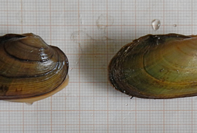 Bachmuschel Bachmuschel