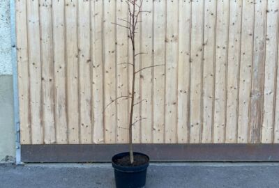 Winterlinde03