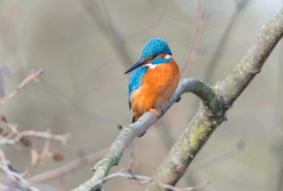 Eisvogel_Neuner Eisvogel_Neuner