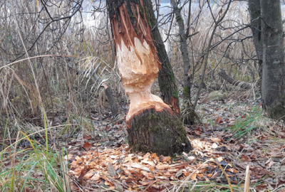 Baumspuren Baumspuren