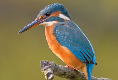 Eisvogel 