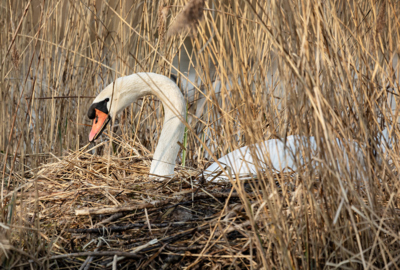 AlterRhein_Schwan_Frühling_LukasHämmerle (7) AlterRhein_Schwan_Frühling_LukasHämmerle (7)