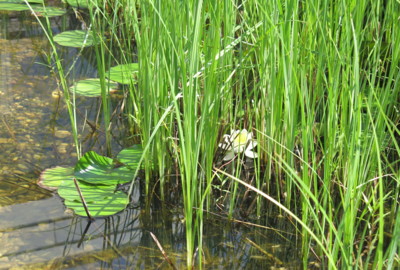 MS_Rheindorf1 MS_Rheindorf1