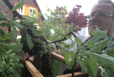 Bienenschwarm einfangen Bienenschwarm einfangen