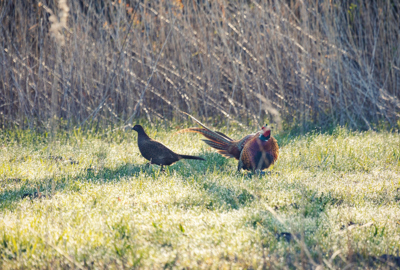 Auer Ried Tiere_©Lukas Hämmerle (23)