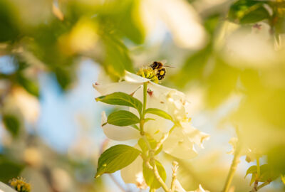 Bienlein_Blömlein WEB © Lukas Hämmerle (7)