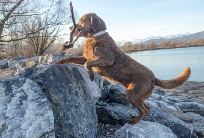 Zweitschönster Hund