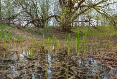 _MG_2980BiotopGsiegObereMähder_(c)LukasHämmere
