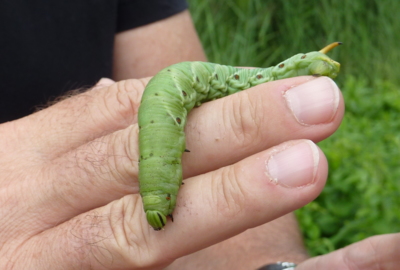 Naturschutzgebiet Gsieg - Obere Mähder Naturschutzgebiet Gsieg - Obere Mähder