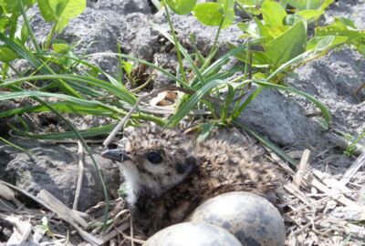 Kiebitzjunges im Auer Ried