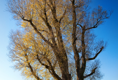 Silberweide Oberes Heuried im Herbst