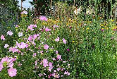 Hausgarten für Artenvielfalt