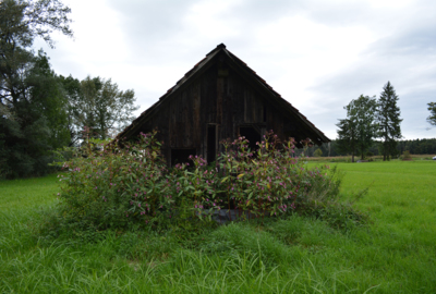 Landschaftsentwicklung Lustenauer Ried