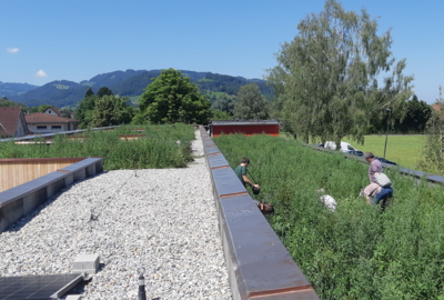 Dachbegrünung Dachbegrünung
