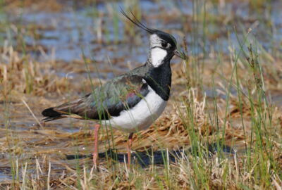 Foto1_KiebitzNSee_Max_Granitza