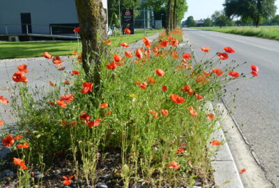 Mohn Sägerstraße