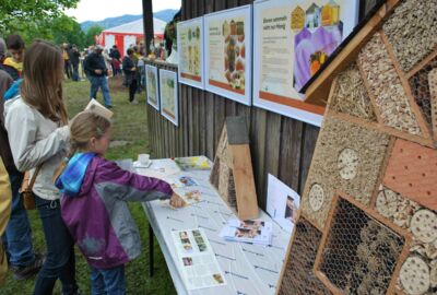 Infos über die Bienen 