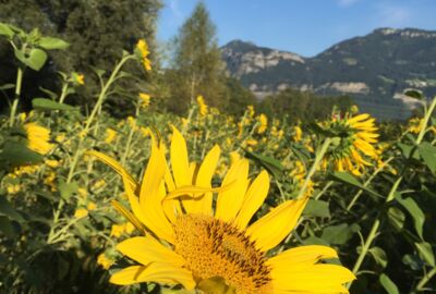 Sonnenblume Heidensand 