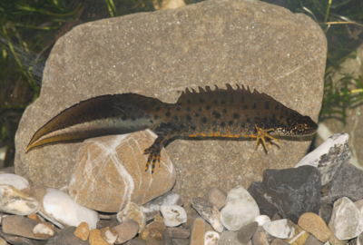 Kammmolch_Triturus cristatus_c) Dietmar Huber