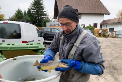 Laichfischen Laichfischen
