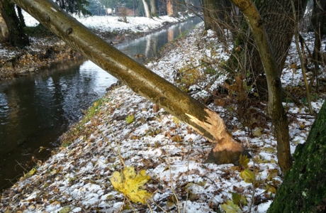 Biber_gefällter Baum Biber_gefällter Baum