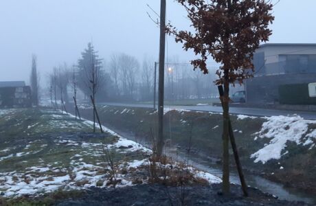 Grindelkanal_Uferbepflanzung