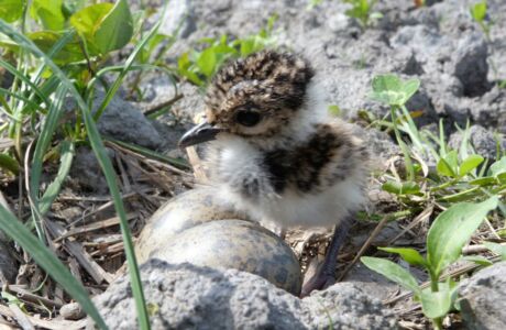 Foto2_Kiebitz juv Auer Ried 15-5-13 ReinhardHellmair (2)