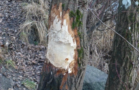 Biberspuren_Baum Biberspuren_Baum