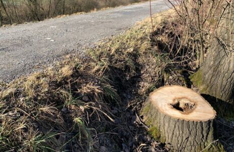 Obere Mähder Gehölzpflege 
