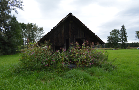 Landschaftsentwicklung Lustenauer Ried