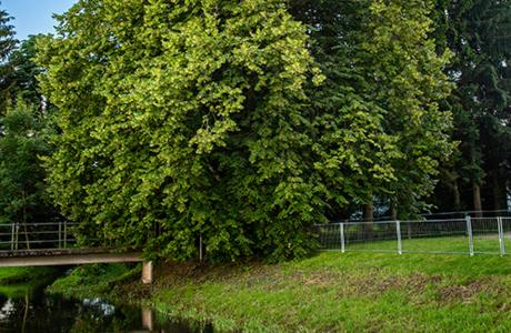 Winterlinde beim Wäldersteg im Sommer