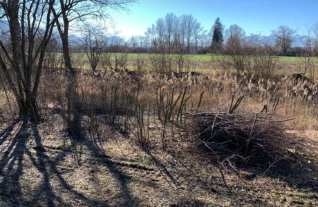 Obere Mähder Gehölzpflege 