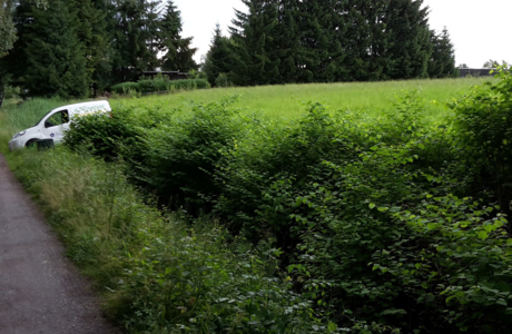 Foto 2 2016-06-15 KnöterichInnereHeitere vor 2.Bearbeitung Foto 2 2016-06-15 KnöterichInnereHeitere vor 2.Bearbeitung