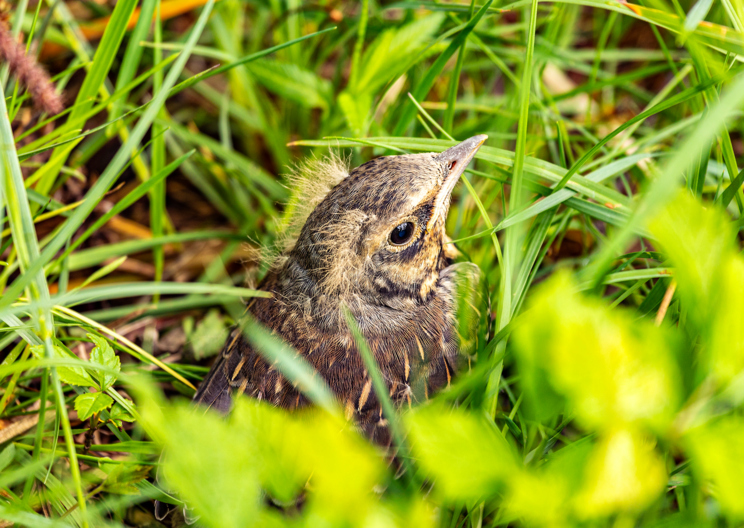 Lustenau stellt Umwelt in den Mittelpunkt