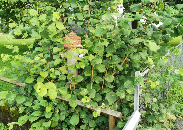 Hydranten retten Leben