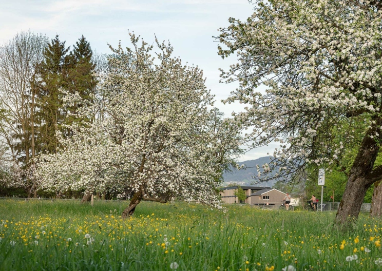 Blühendes Lustenau