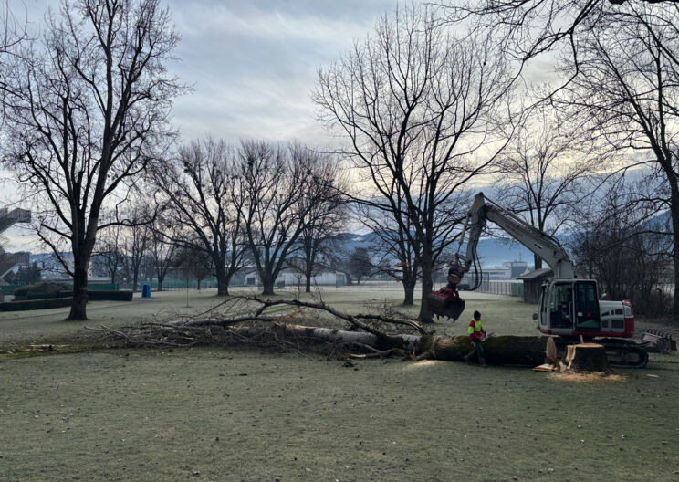Abschied von zwei Baumriesen im Parkbad