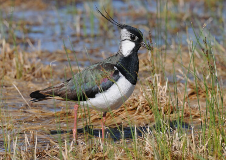 Unser Ried als Wiesenbrüterparadies: Der Kiebitz ist Vogel des Jahres 2026