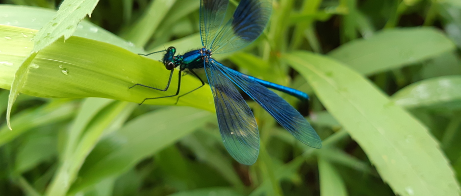 Blauflügel-Prachtlibelle Blauflügel-Prachtlibelle