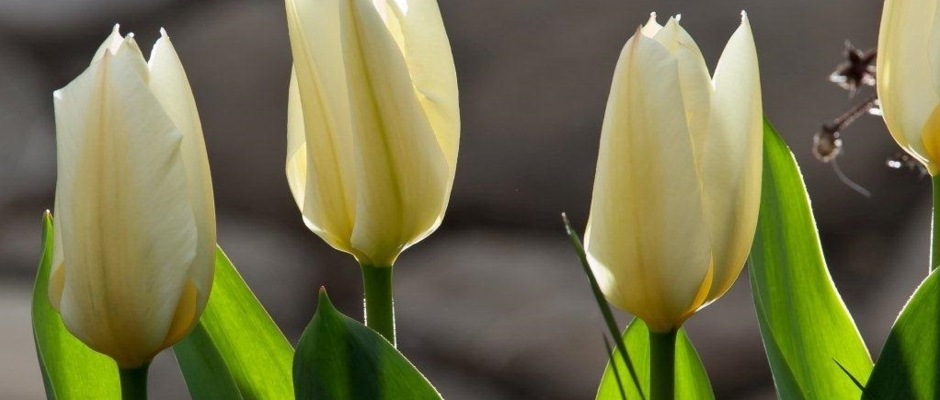 Tulpen