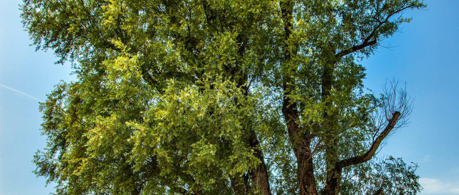 Silberweide Oberes Heuried Silberweide Oberes Heuried