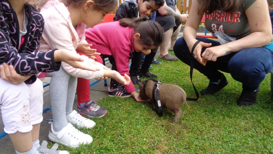 Minihängebauchschwein Minihängebauchschwein