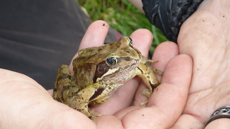 Frosch_Umweltwoche Frosch_Umweltwoche