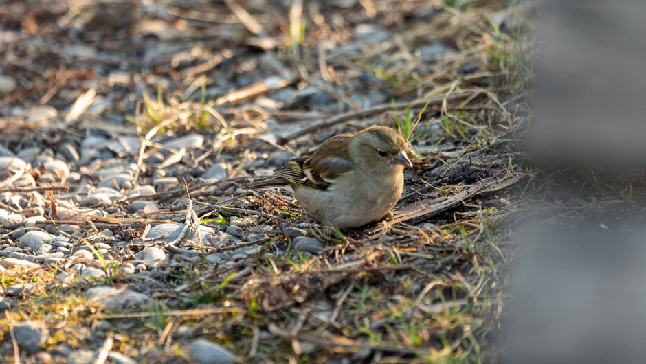 AlterRhein_Frühling_LukasHämmerle (4)