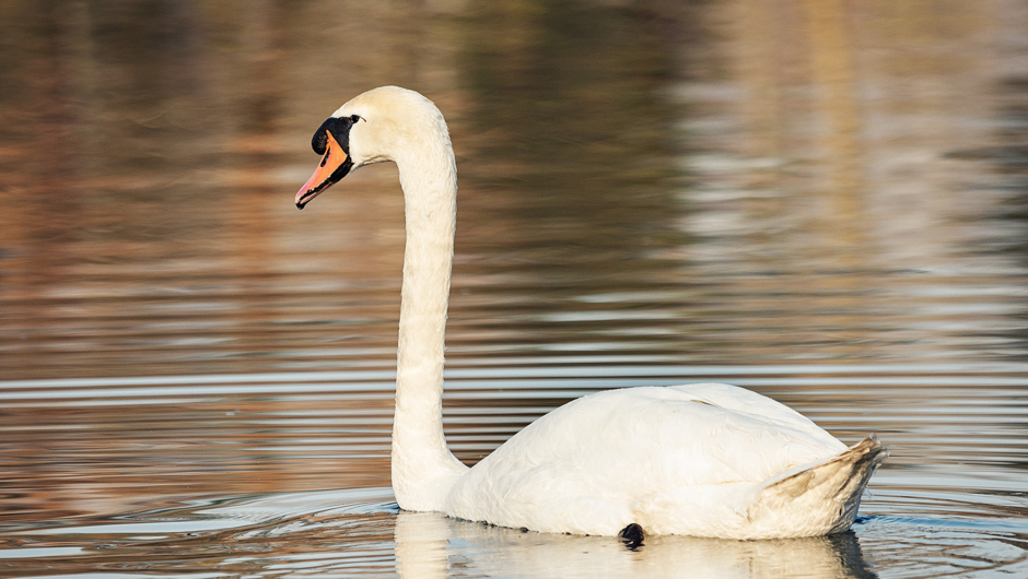 AlterRhein_Schwan_Frühling_LukasHämmerle (2) AlterRhein_Schwan_Frühling_LukasHämmerle (2)