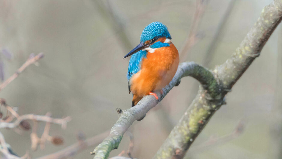 Eisvogel_Neuner